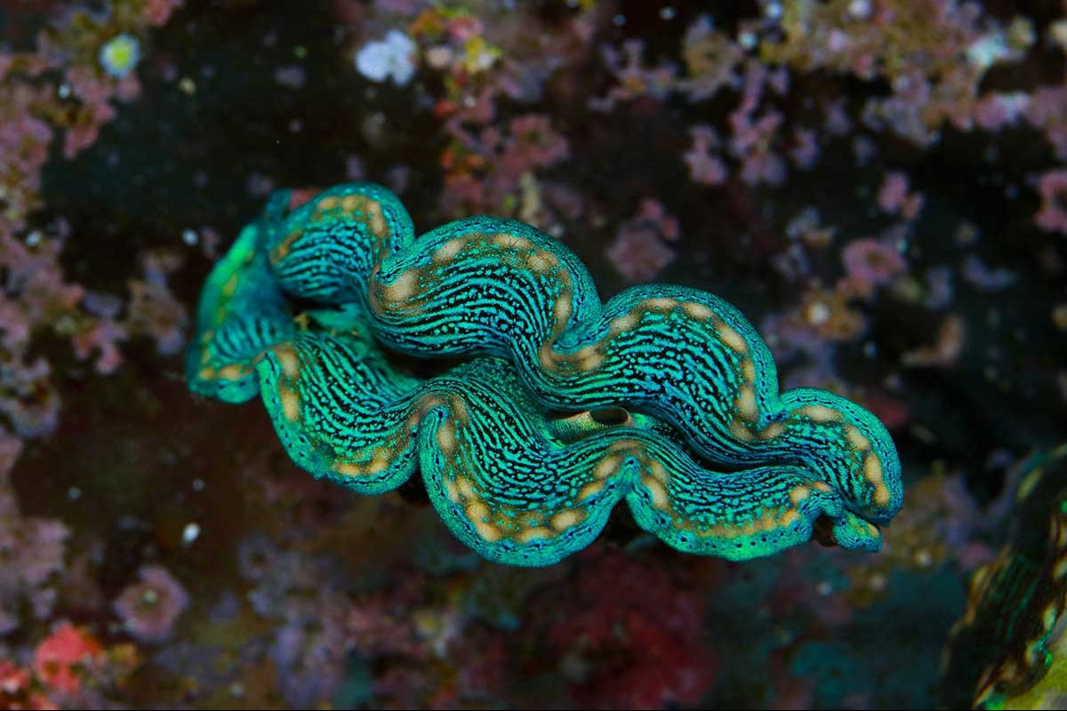 Tridacna