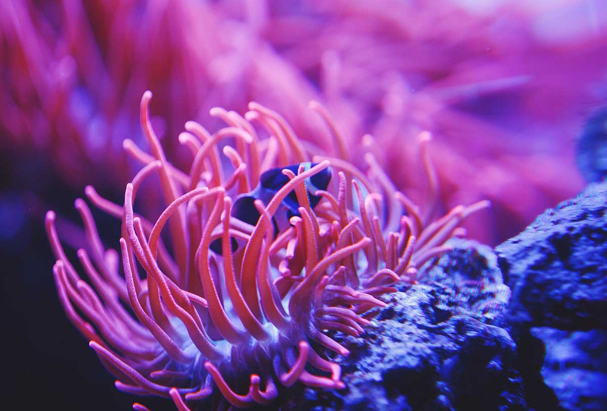 coral6