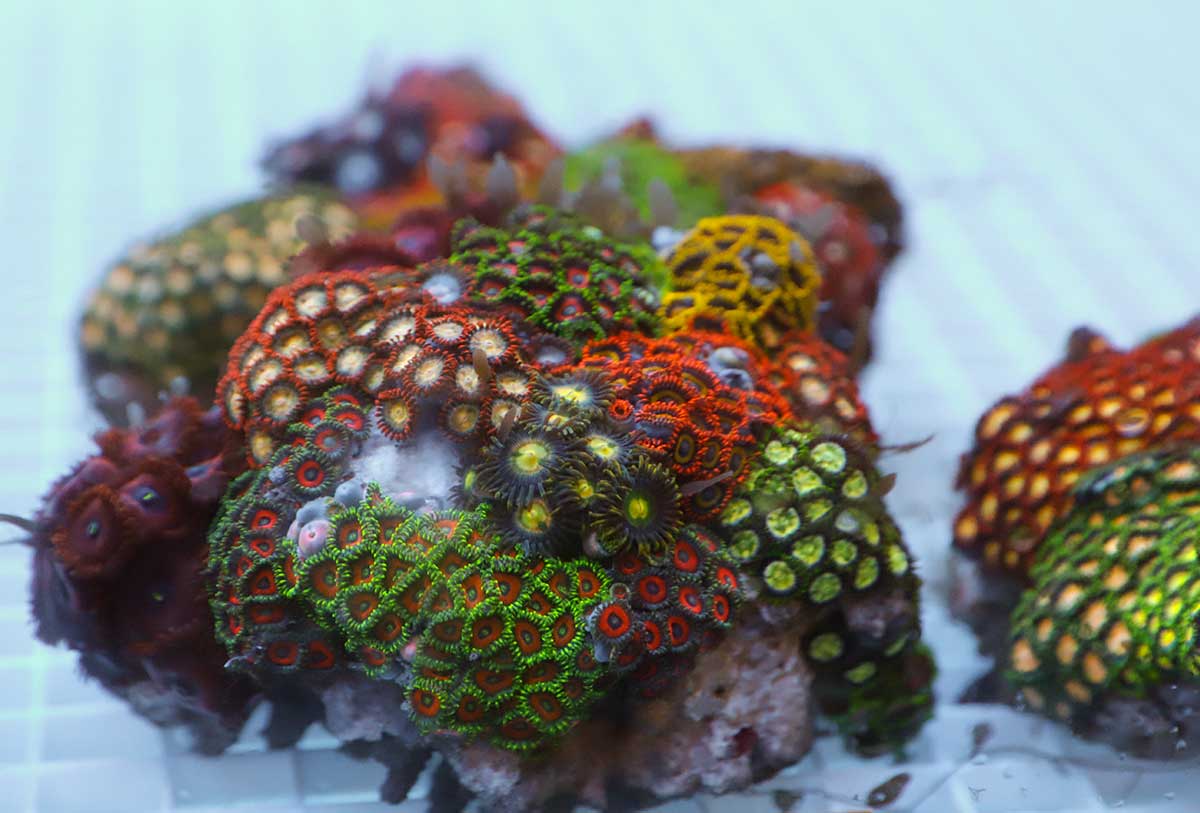 coral7