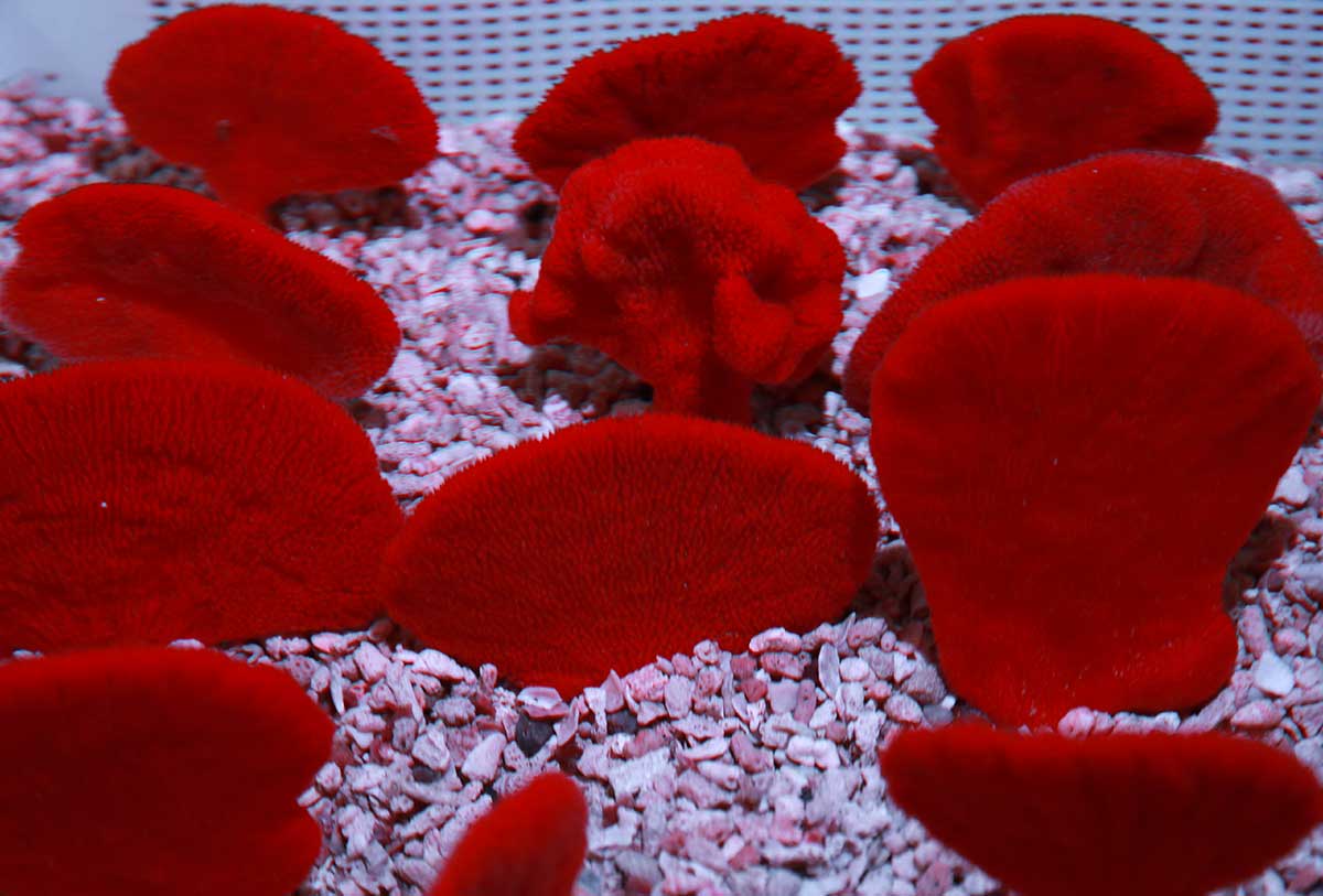 coral8