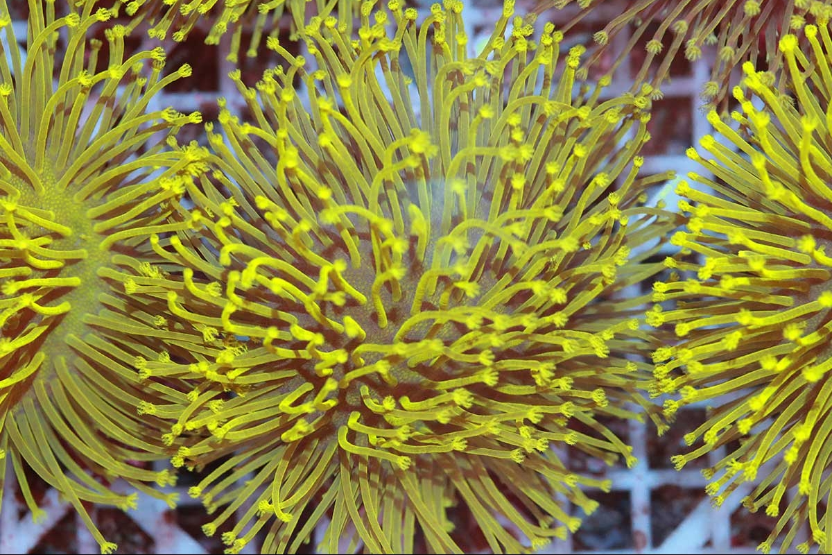 coral9