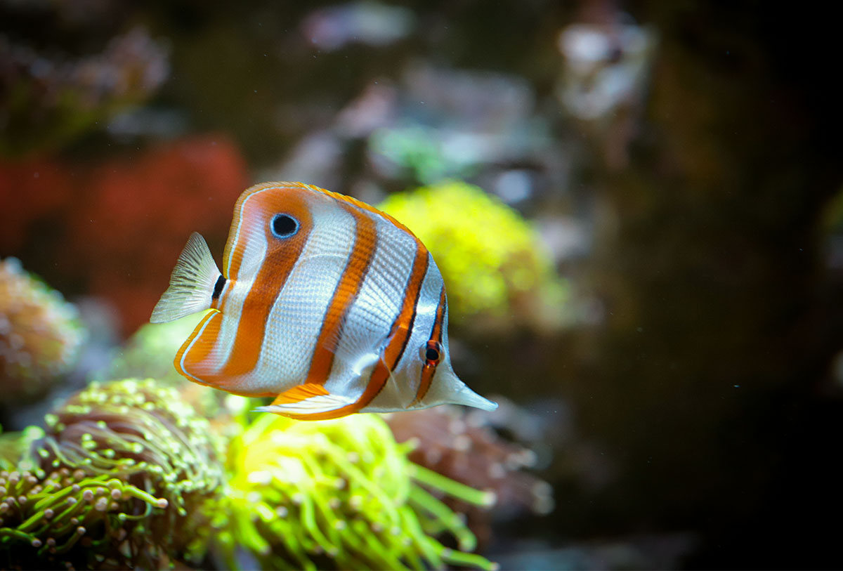 fish1