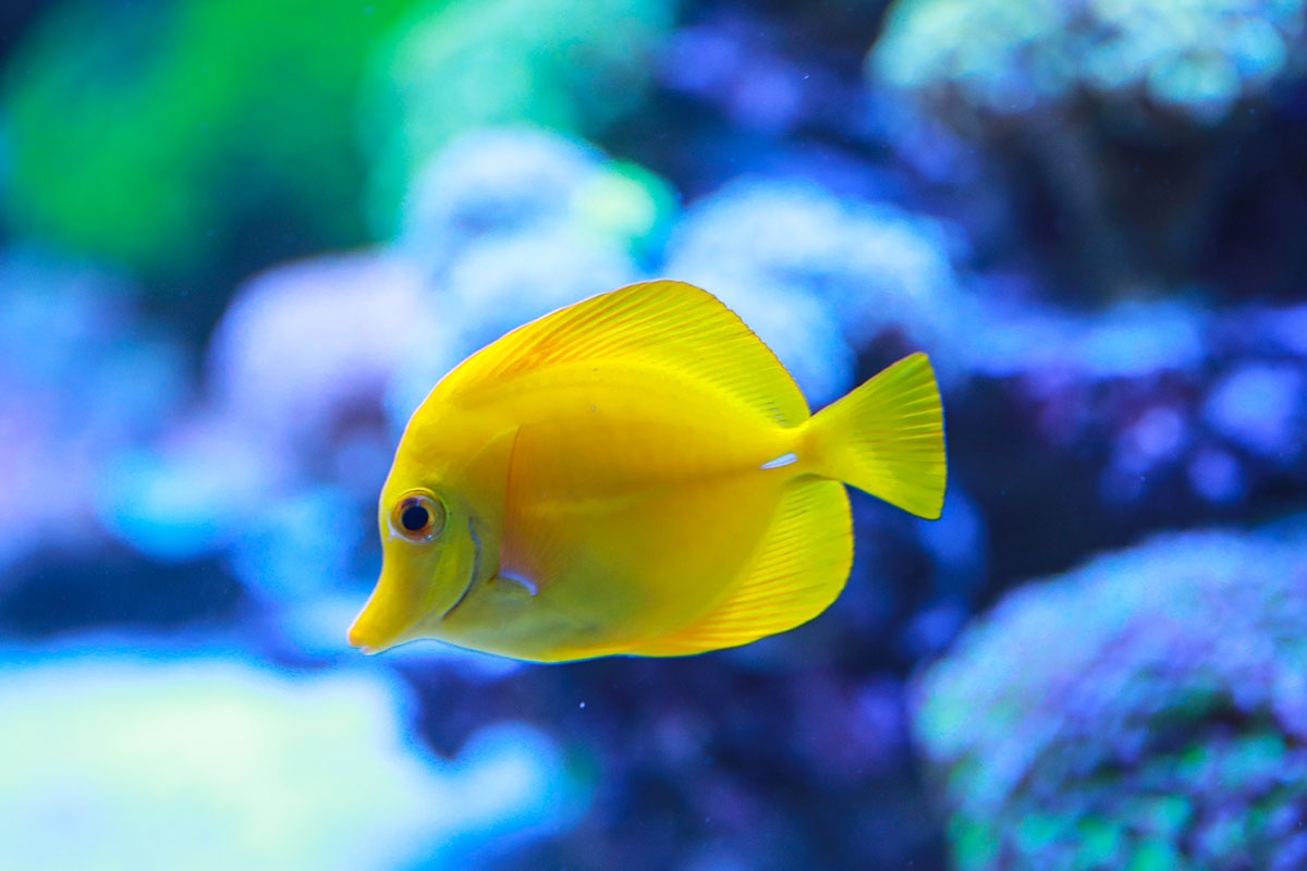 Home-Small Fish