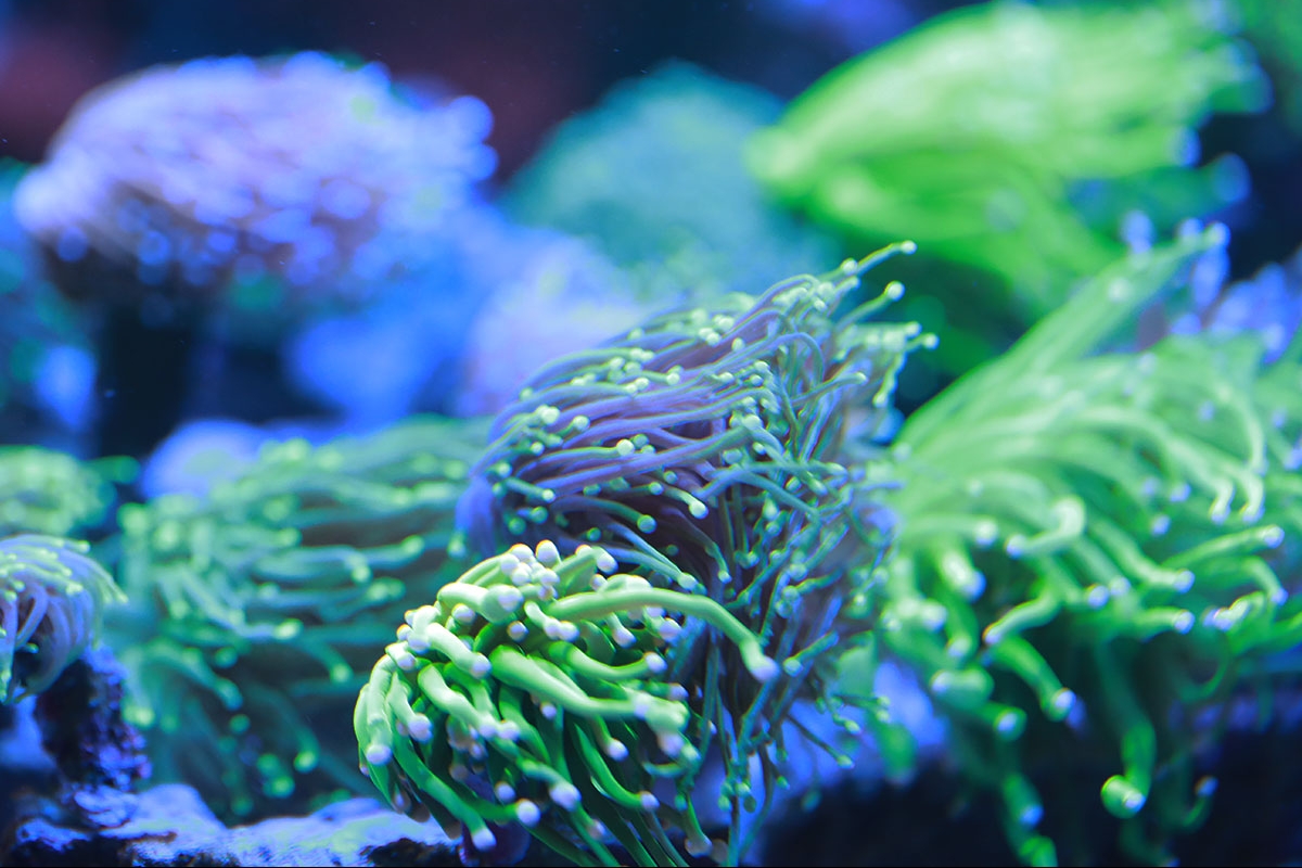 Home-Corals