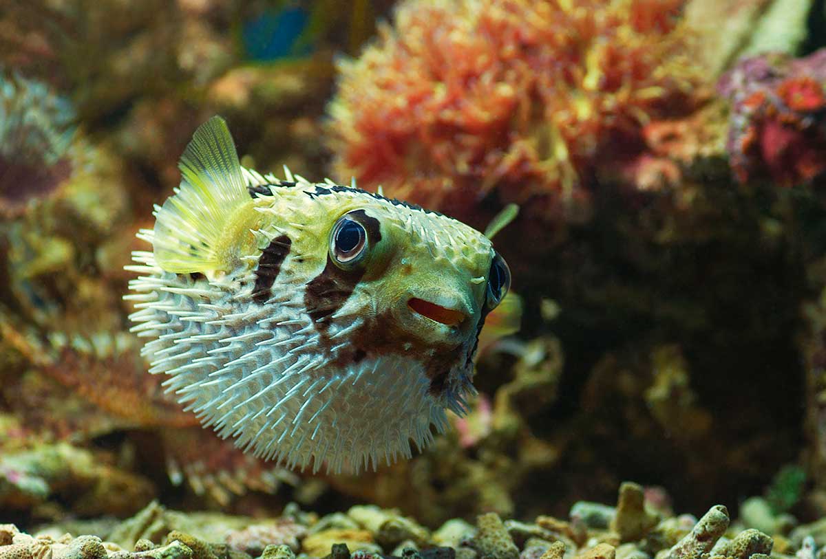 img-fish10