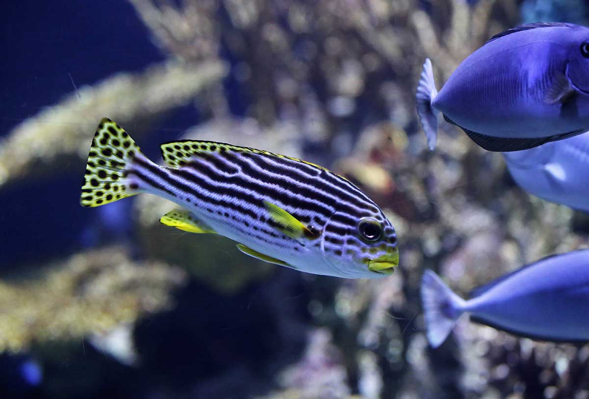img-fish11