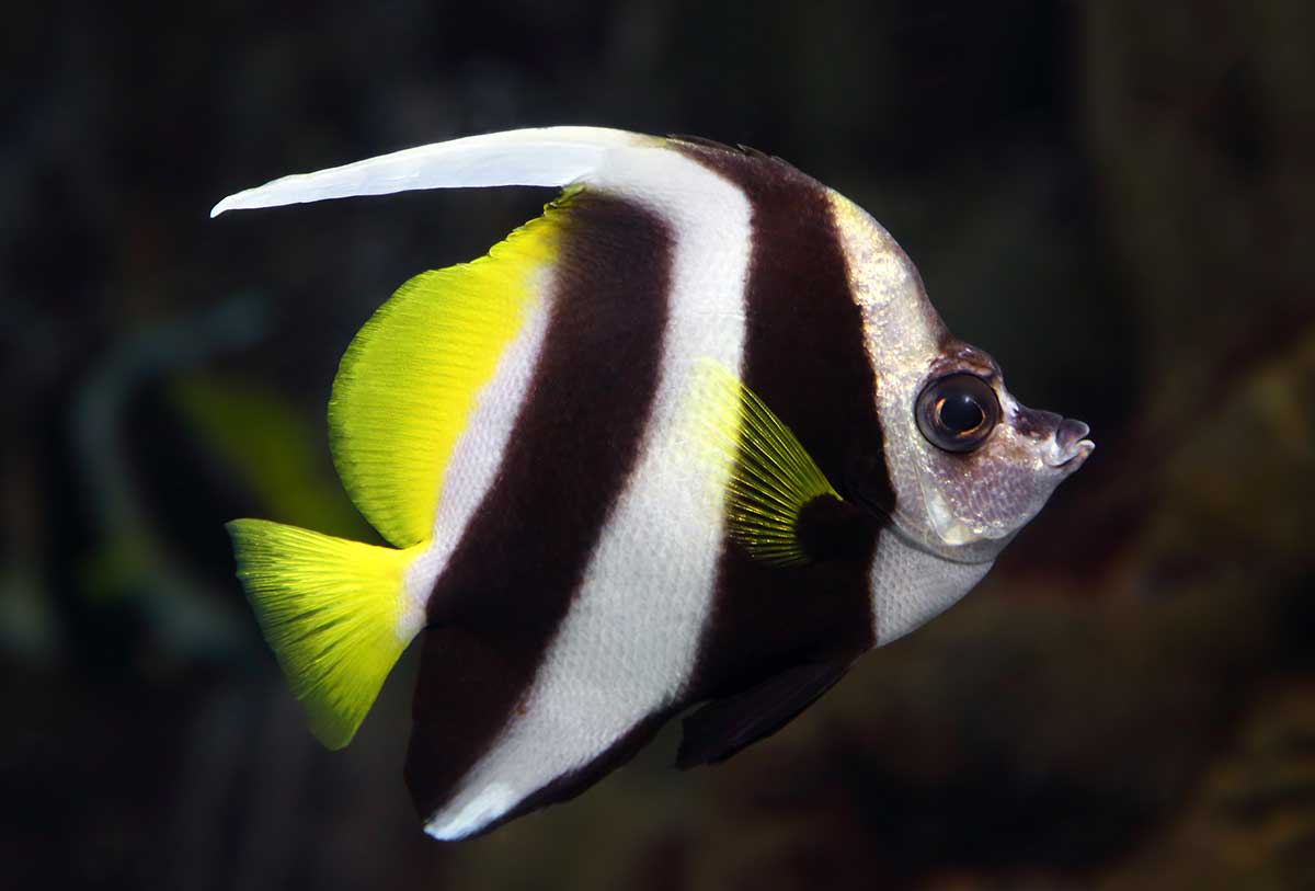 img-fish12