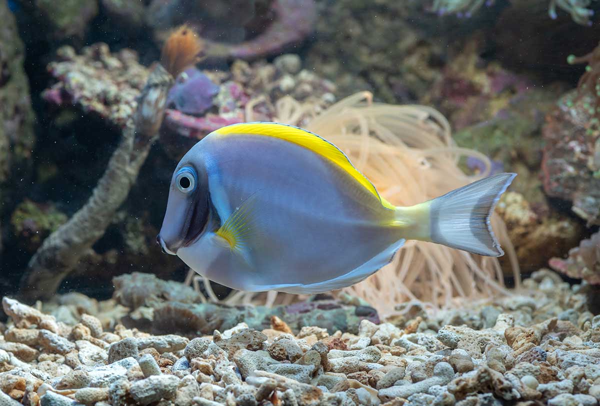 img-fish13