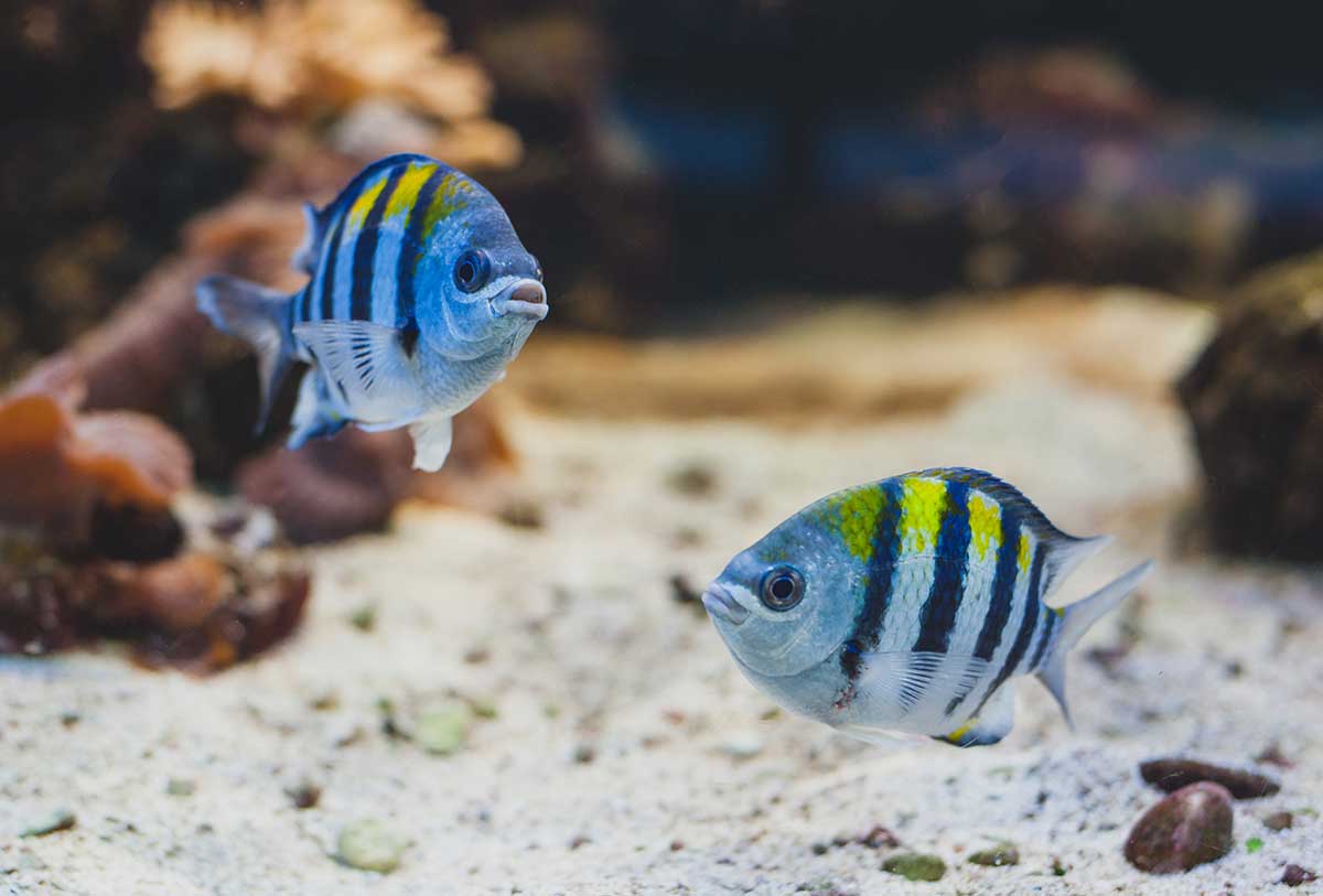 img-fish14