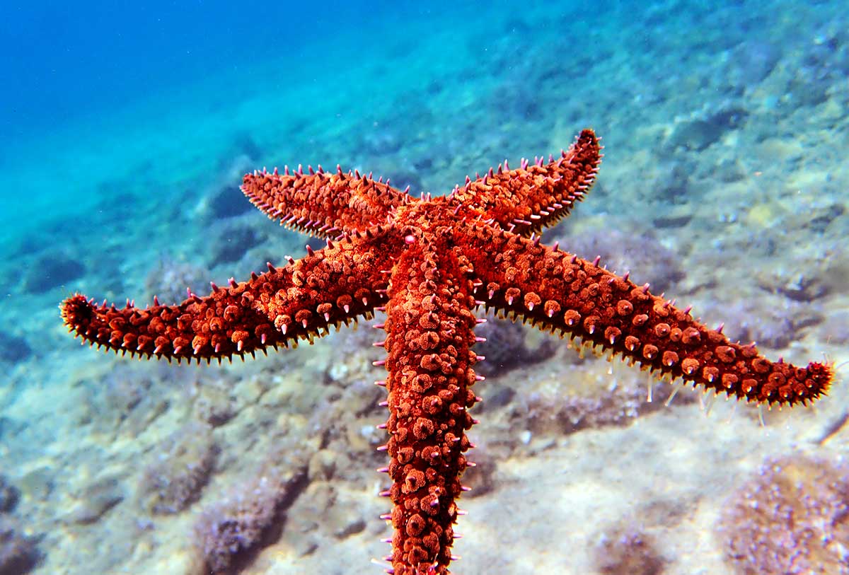 img-fish15