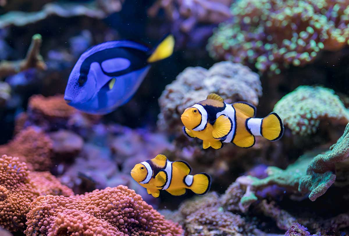 img-fish17