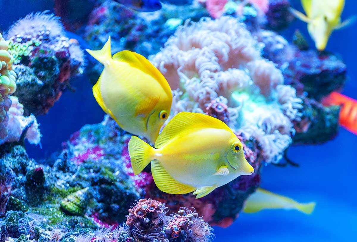 img-fish18