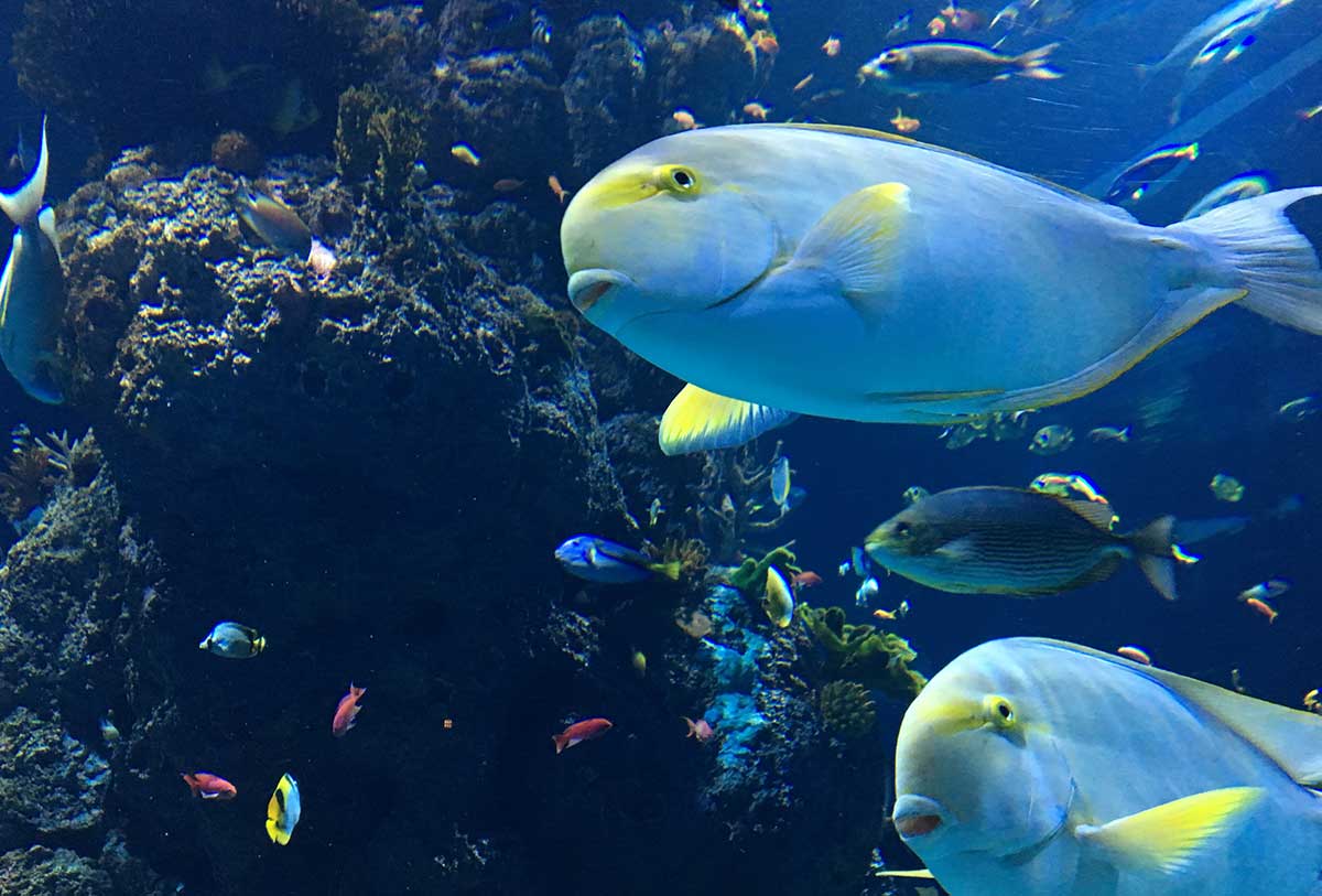 img-fish19
