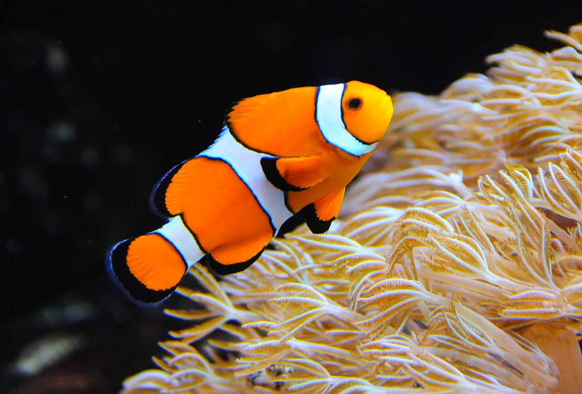 img-fish6
