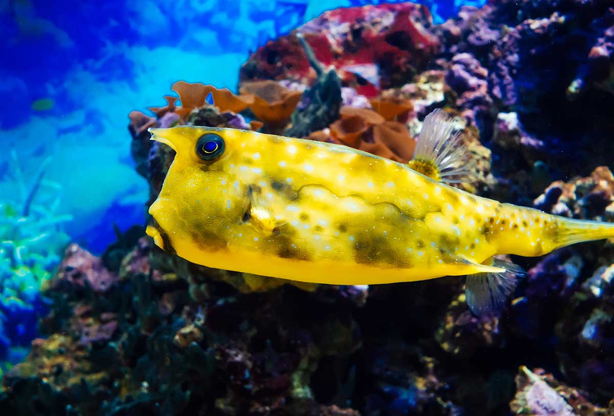 img-fish7