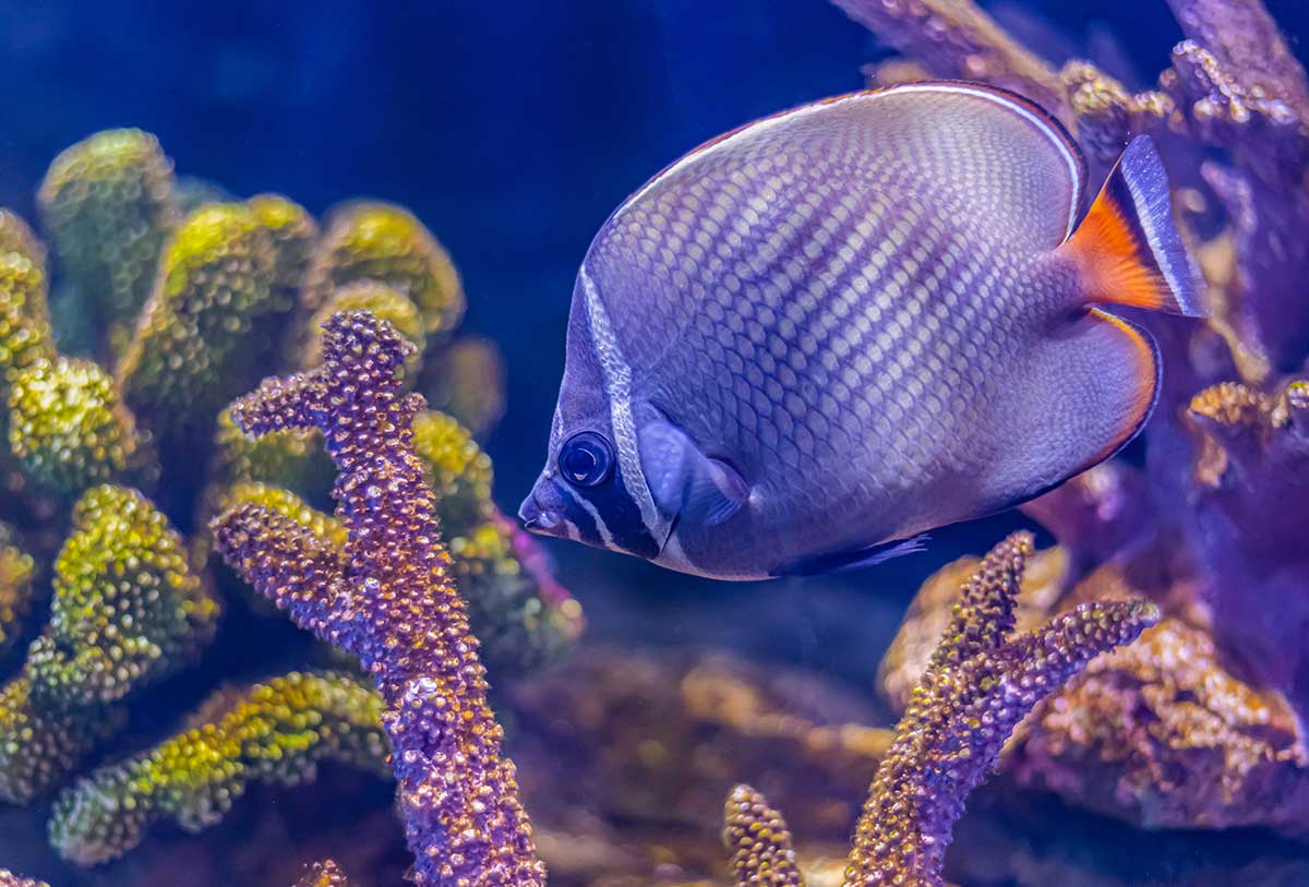 img-fish8