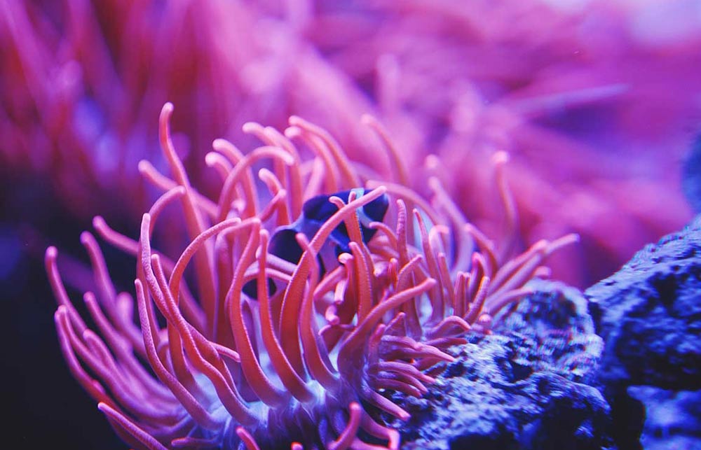 coral-2