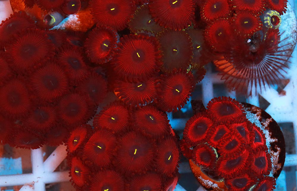 coral-4