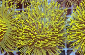 coral-6