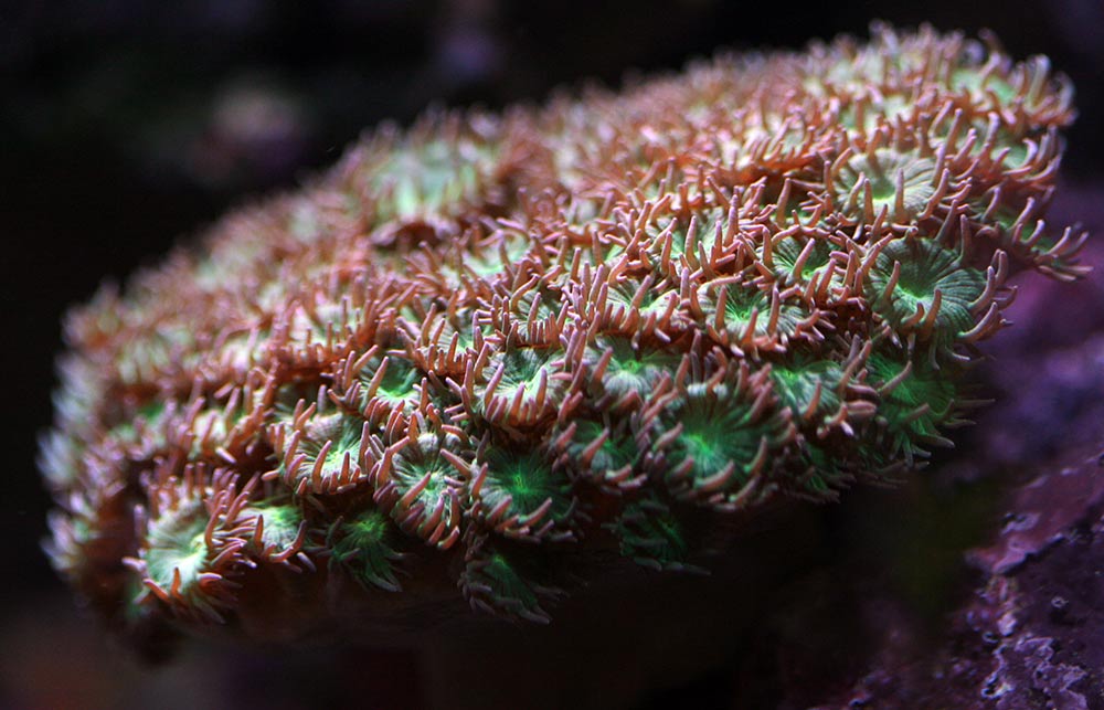 coral-9