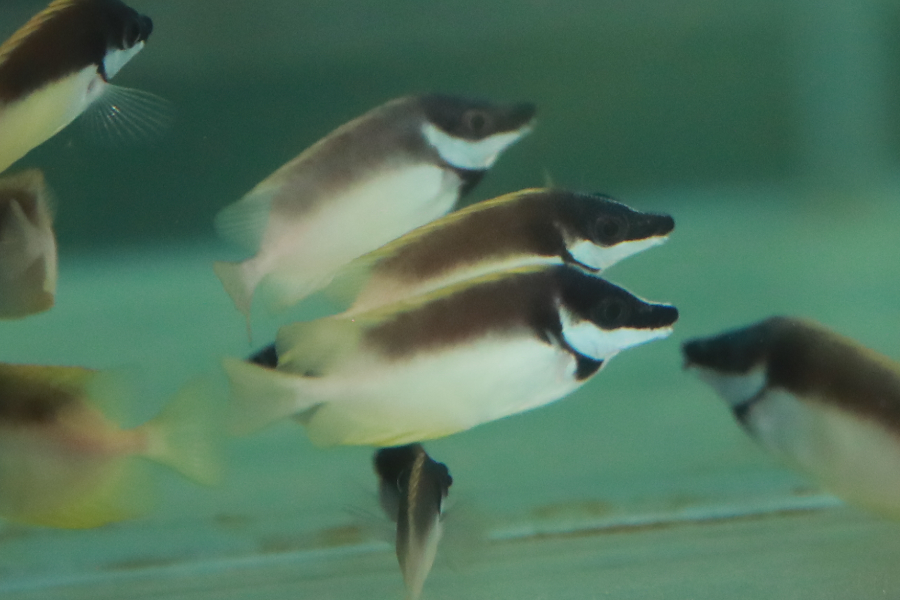 breeding fish