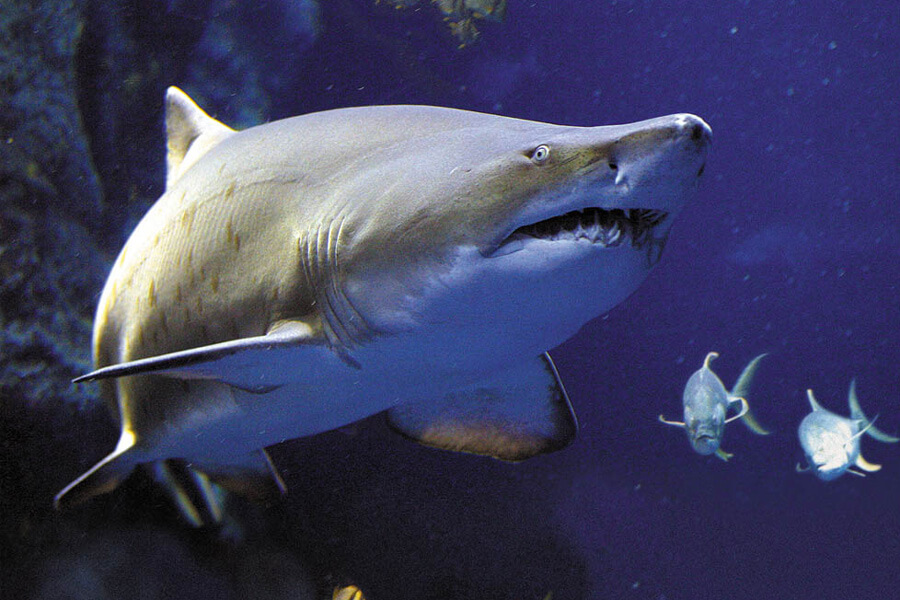 sand-tiger-shark-sc-aquarium-animal-spec-sheet (1)