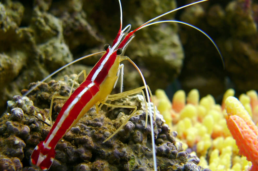 Home-Invertebretes