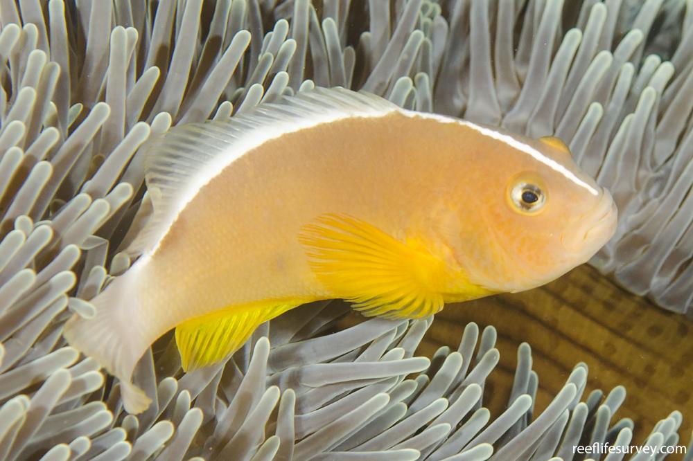 species_ab_57c1476628af3.w1000.h666